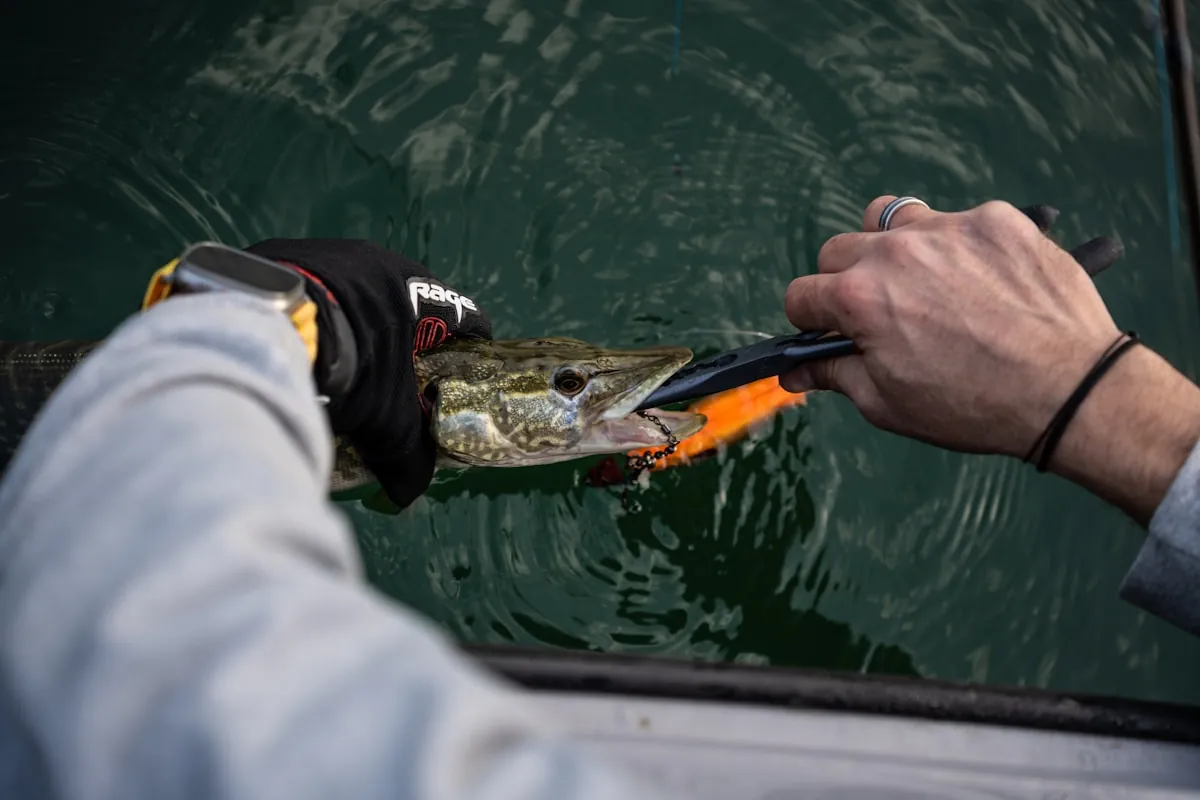 Catch and Release: Best Practices for Fish Survival