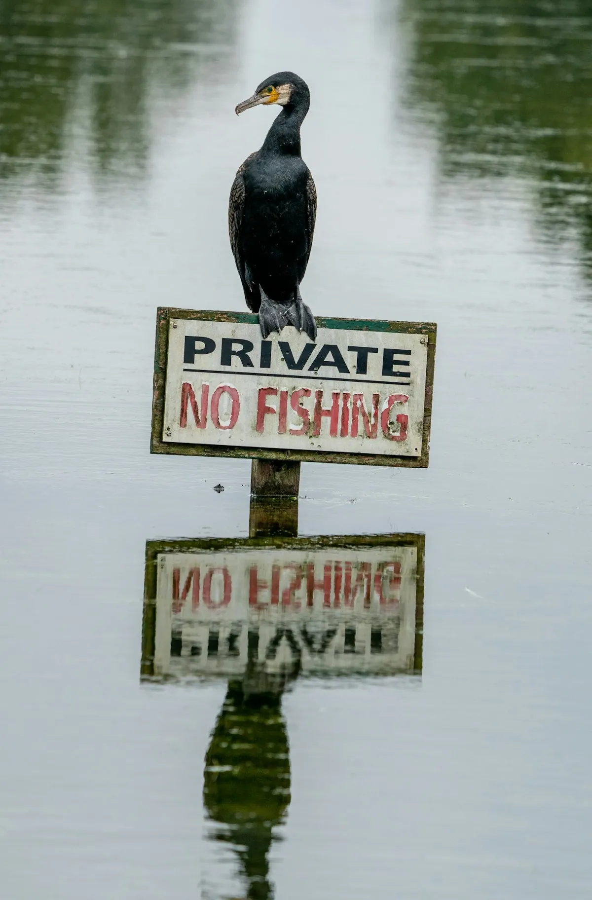 Perch Fishing: Seasonal Patterns Explained