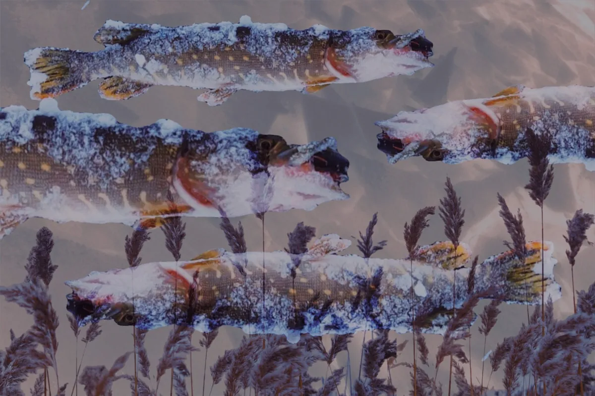 Best Times to Fish for Pike: A Complete Guide