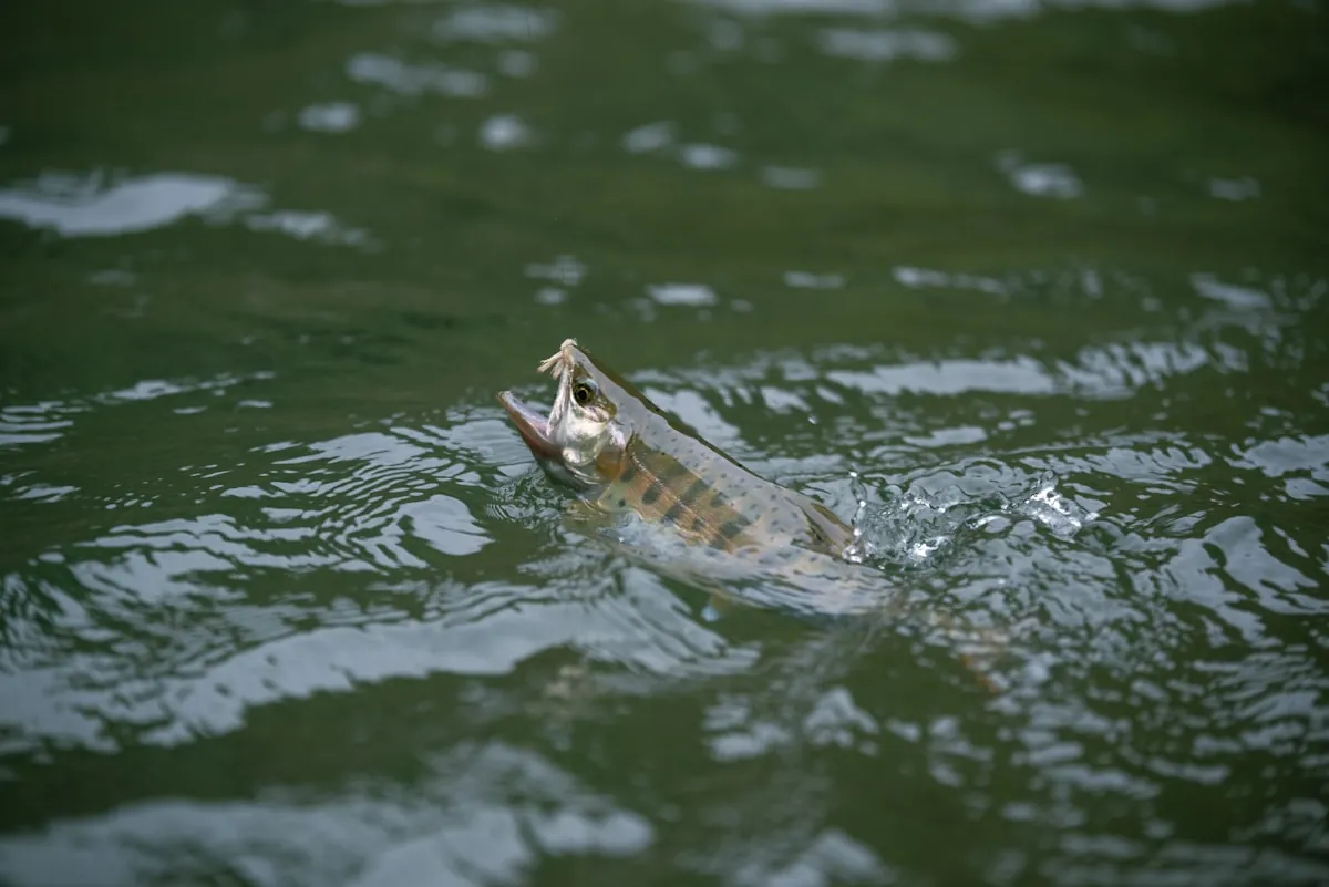 Brown Trout Fishing: How Water Temperature Changes Everything